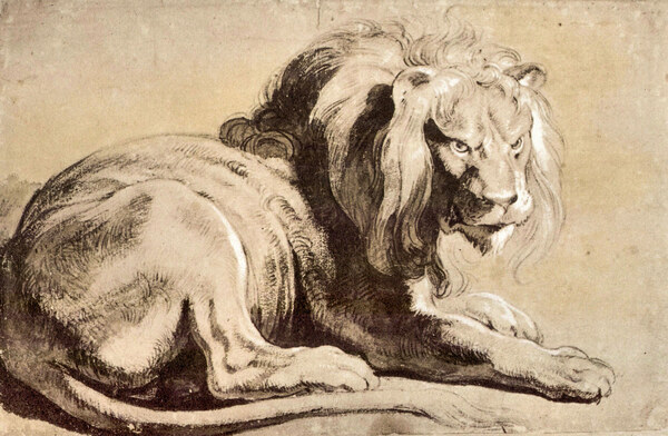 Study of a Lion by Rubens